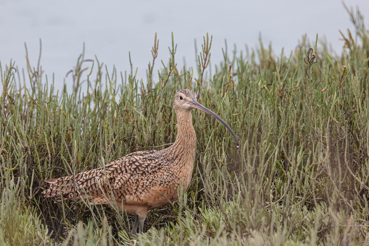 Long-billed Curlew - Jefferson Ashby