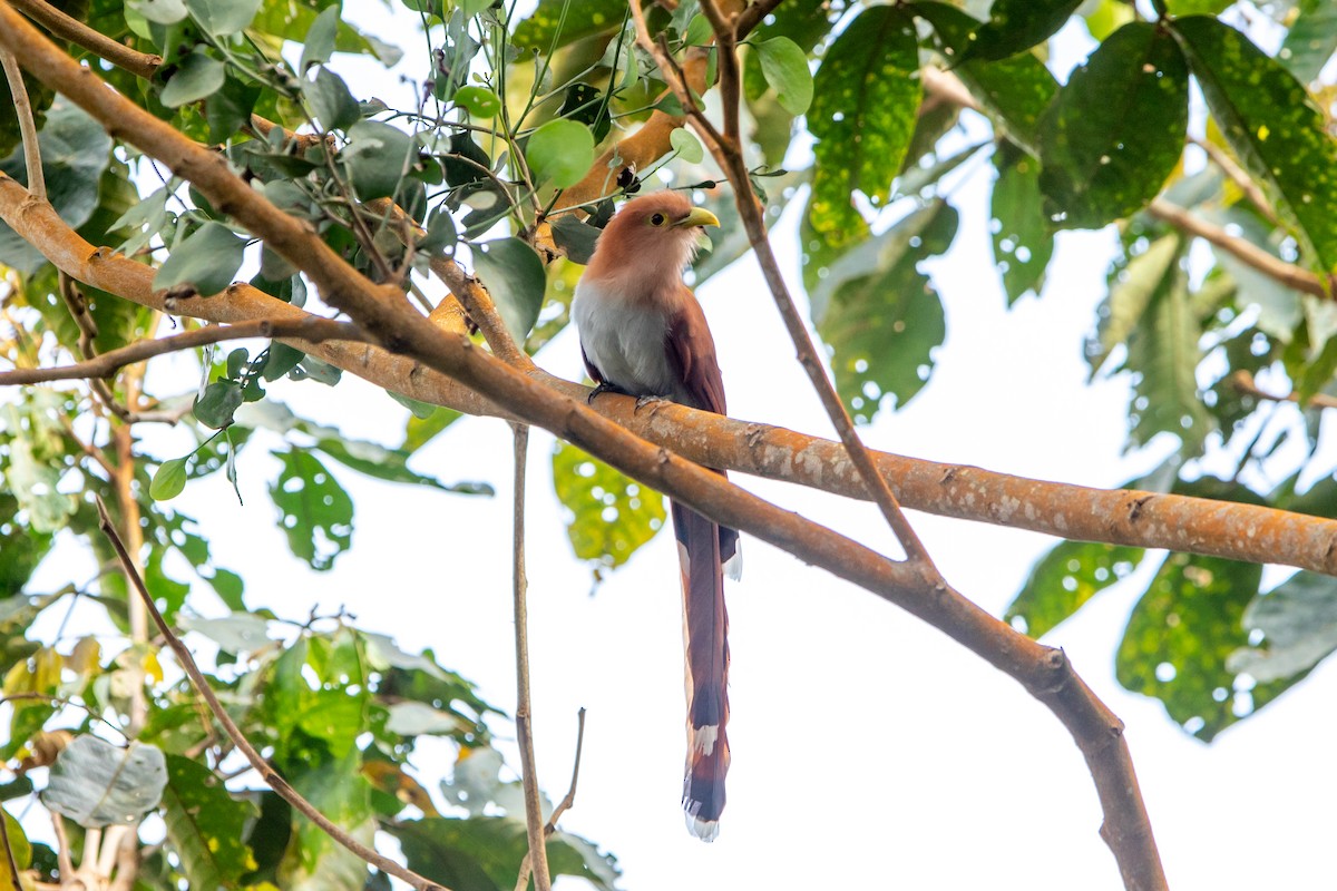 Common Squirrel-Cuckoo - Kevin Berkoff