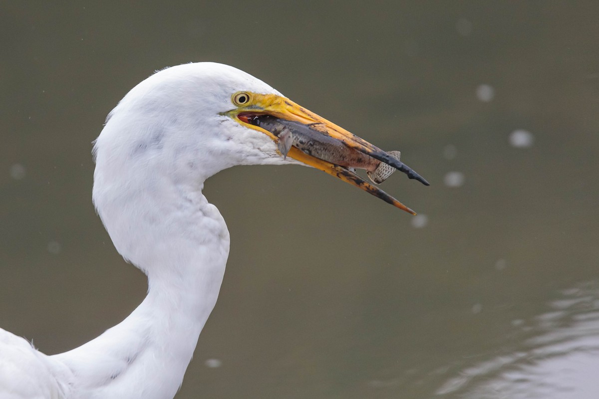 Grande Aigrette - ML366889281