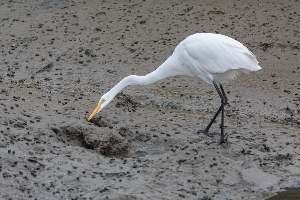 Grande Aigrette - ML366889291