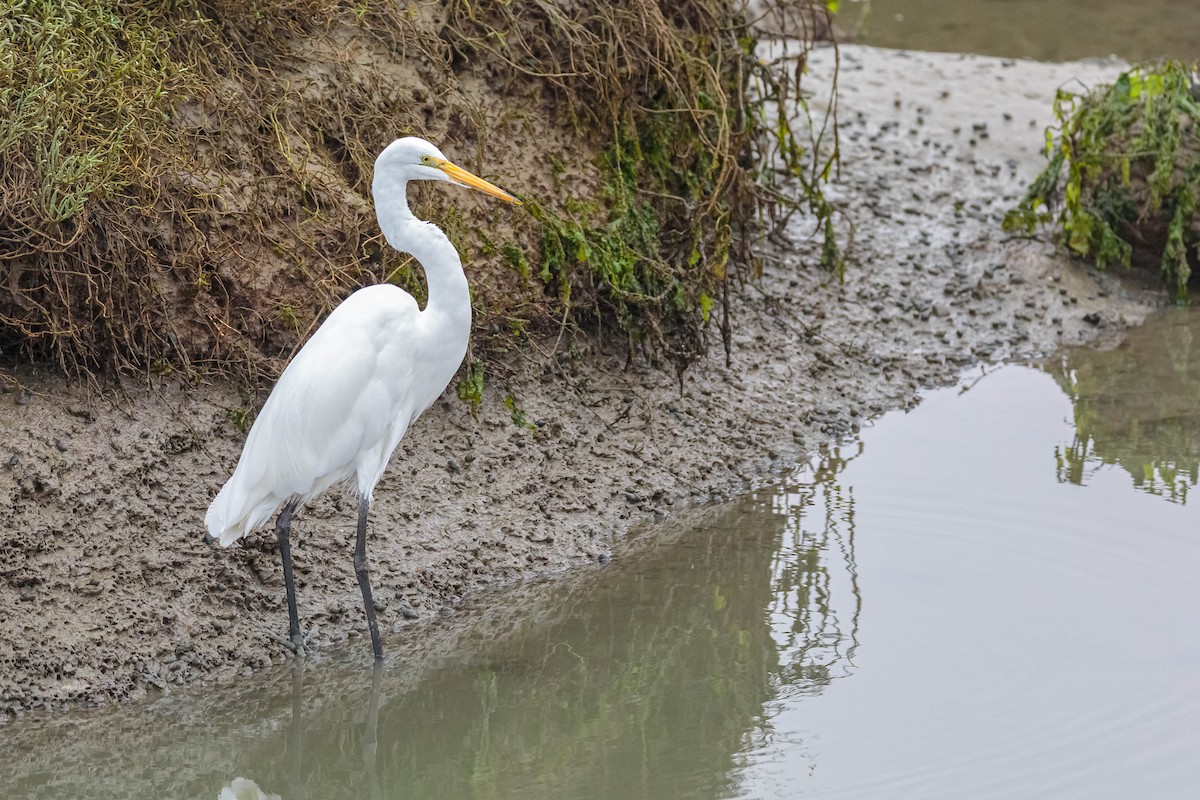 Great Egret - ML366889301