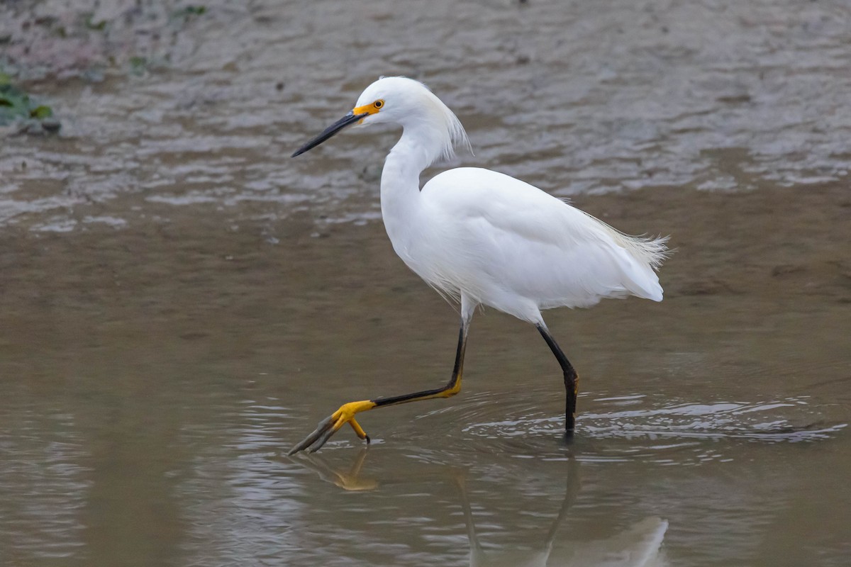 Snowy Egret - ML366889391