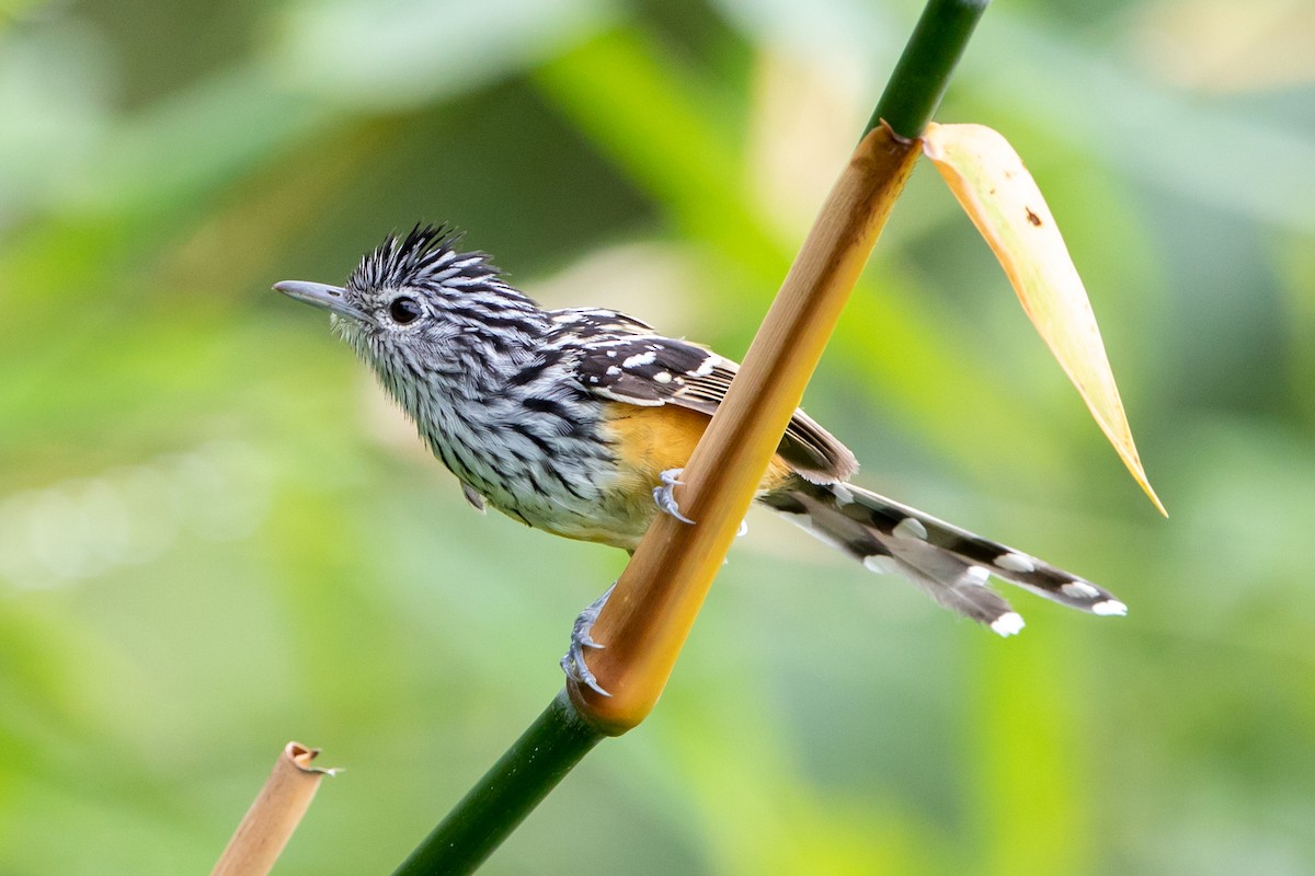 Santa Marta Antbird - ML366891141