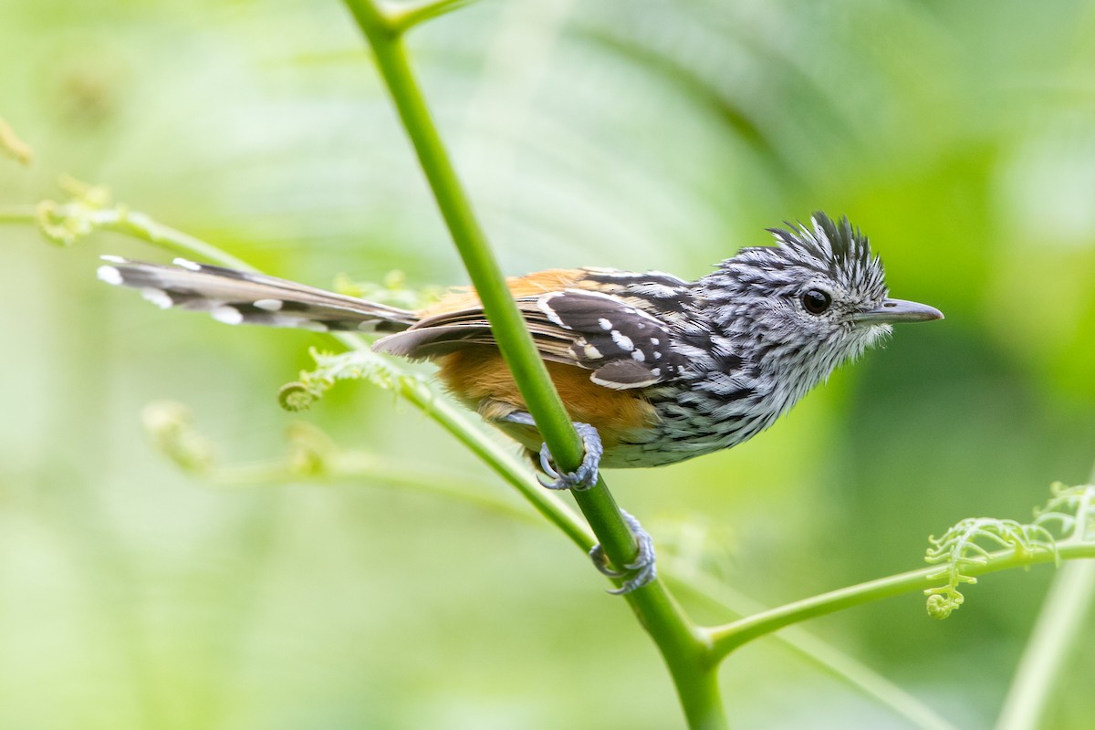 Santa Marta Antbird - ML366891171