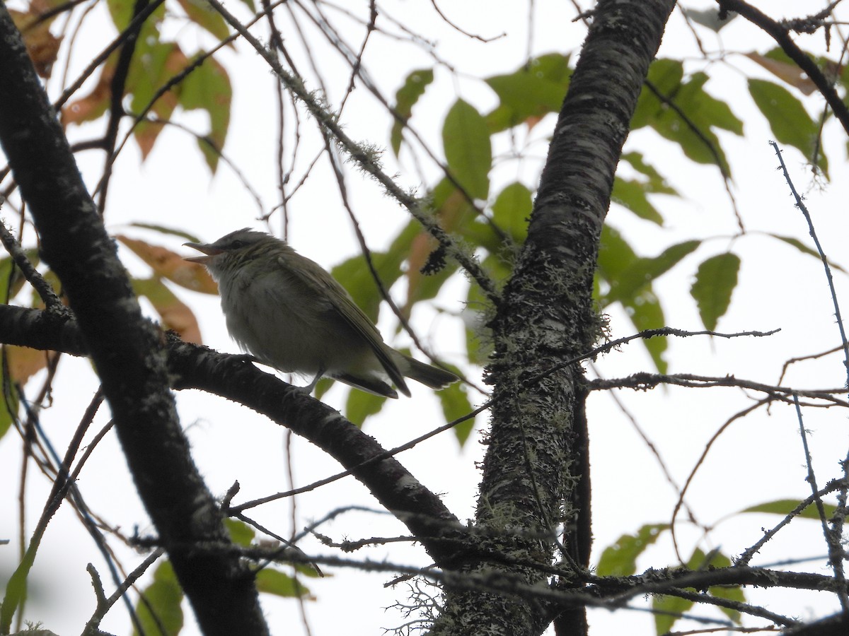 Red-eyed Vireo - Philippe Trudelle