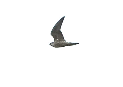 Peregrine Falcon - ML366892971