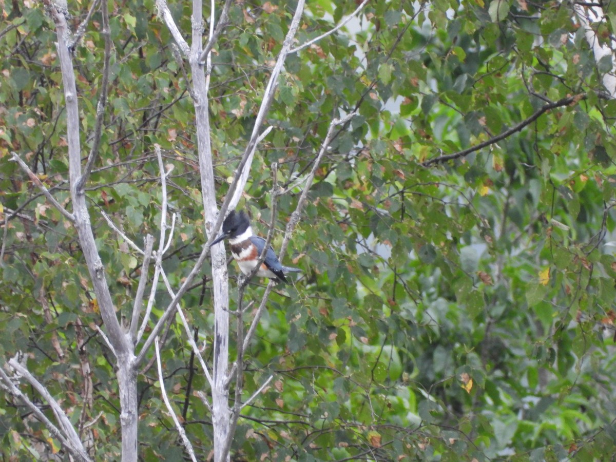 Belted Kingfisher - ML366893431