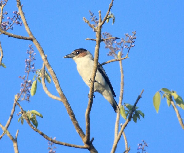 Black-crowned Tityra - ML36689441