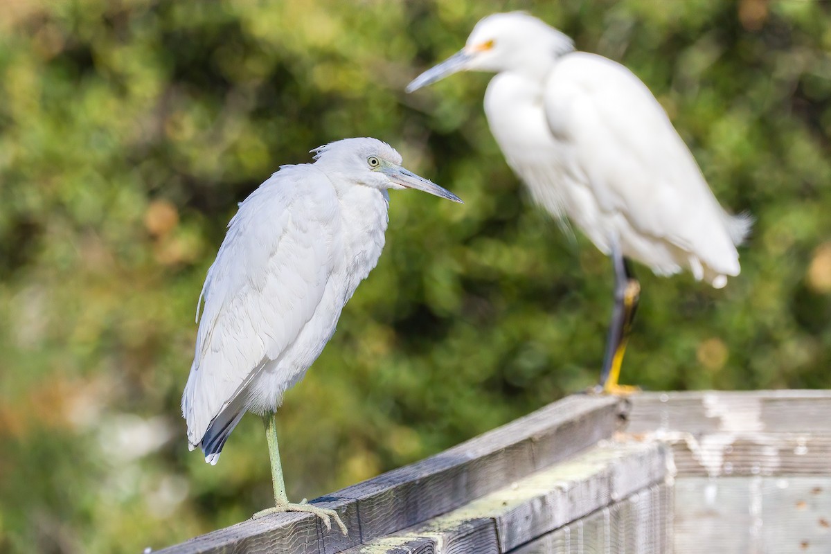 Little Blue Heron - ML366895961