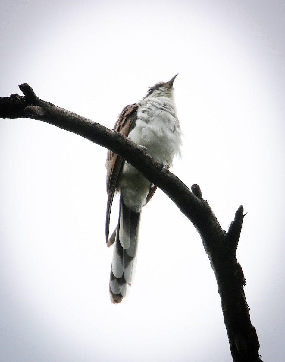 Yellow-billed Cuckoo - ML366897051