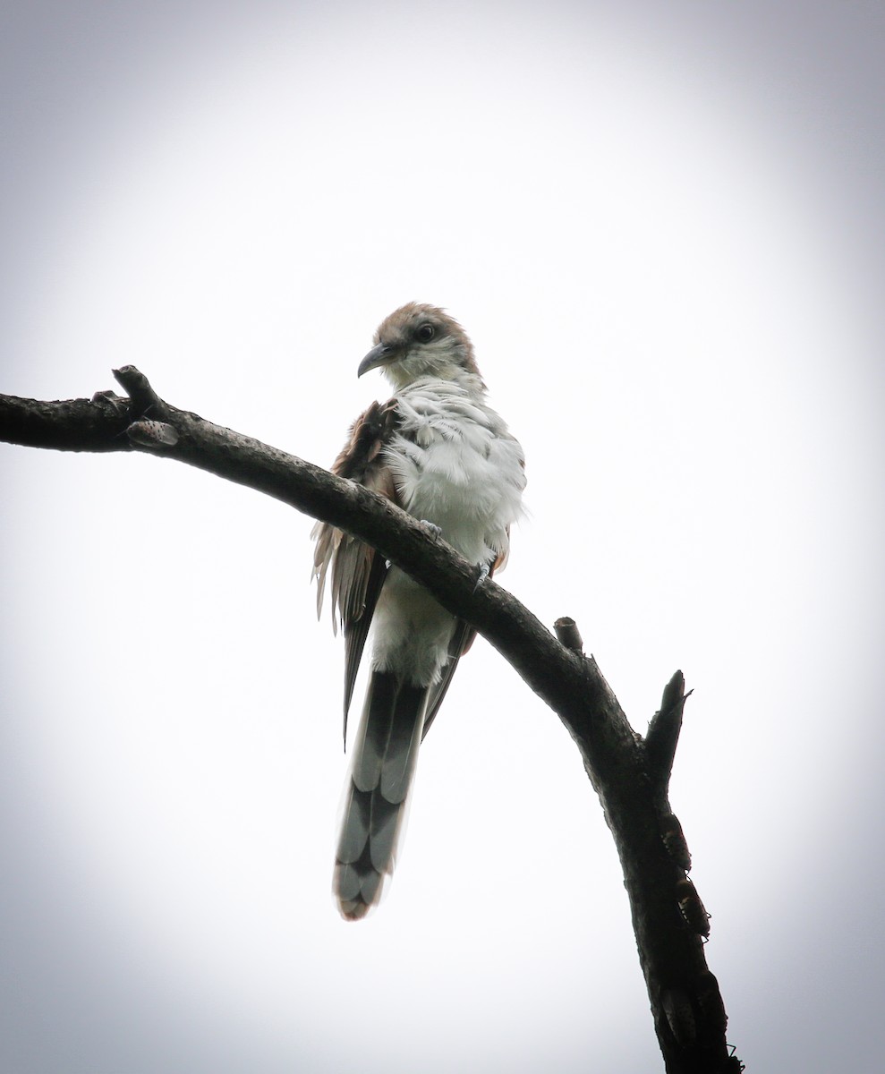 Yellow-billed Cuckoo - ML366897201