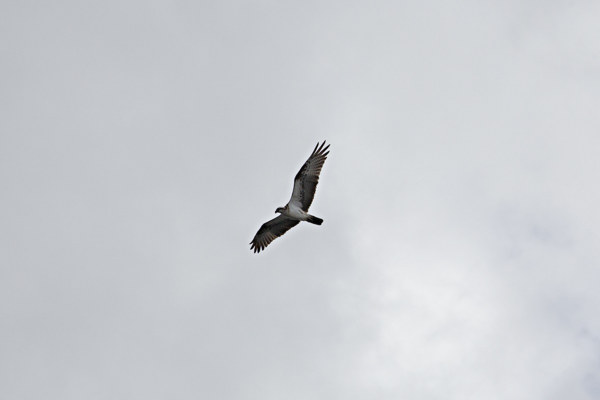 Osprey (Australasian) - ML366897551