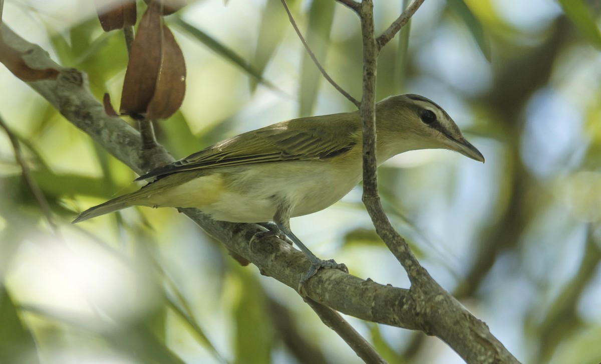 Red-eyed Vireo - ML366898571