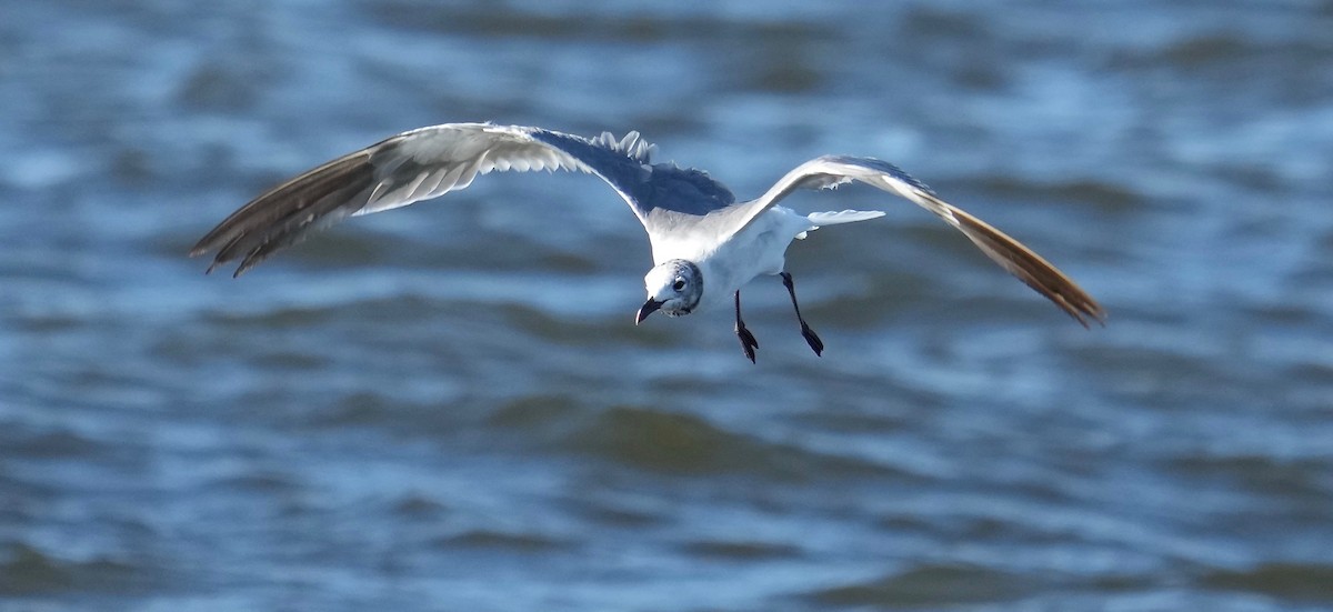 Mouette atricille - ML366899821