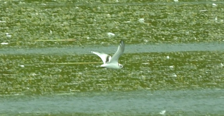 Little Gull - ML366900451