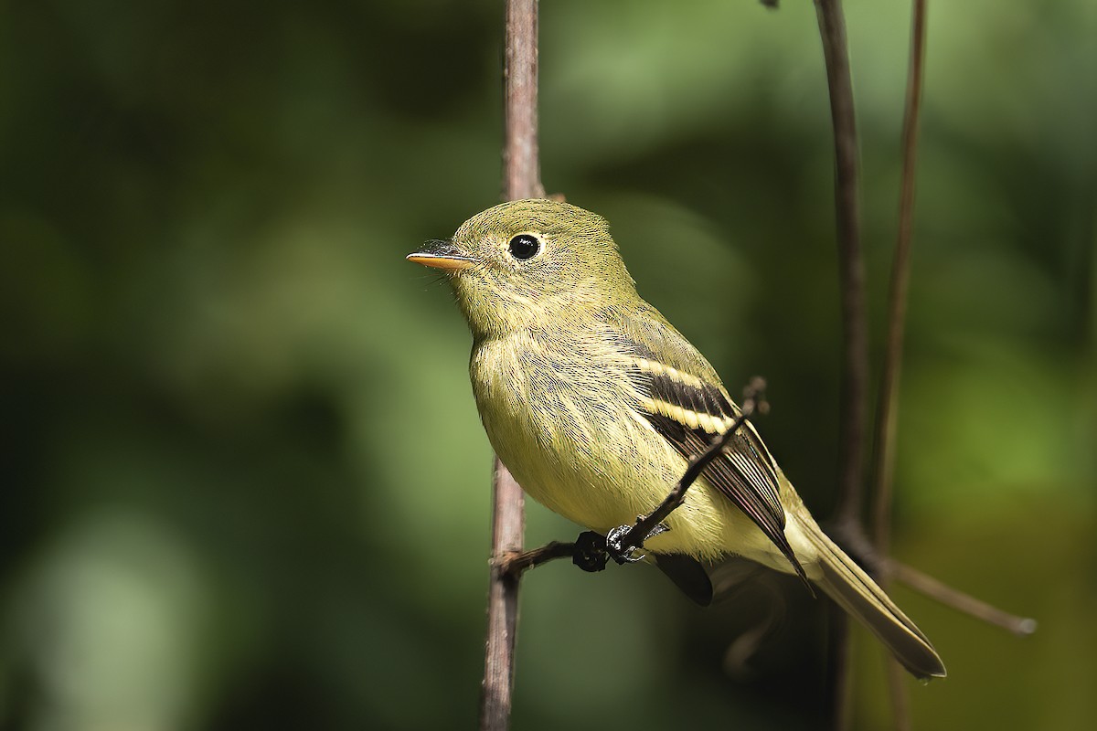Yellow-bellied Flycatcher - Donna Schulman