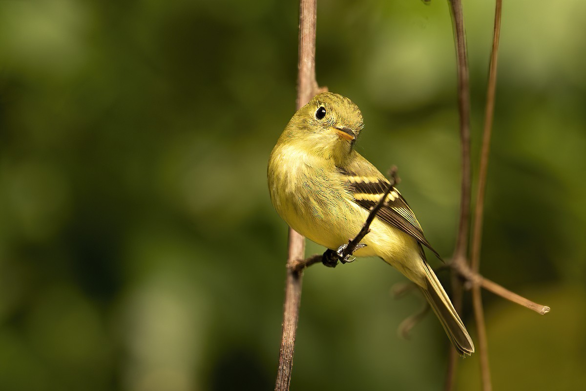 Yellow-bellied Flycatcher - Donna Schulman