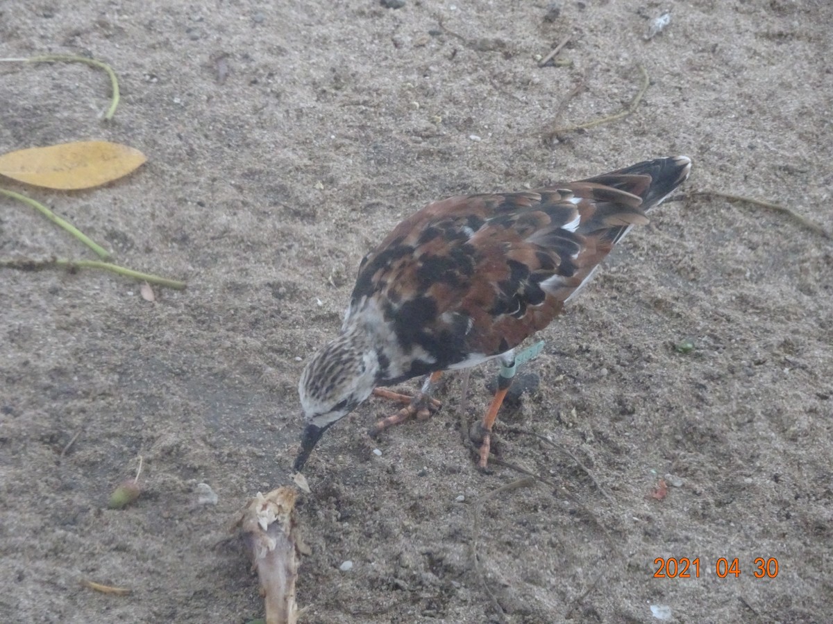 Ruddy Turnstone - ML366902561