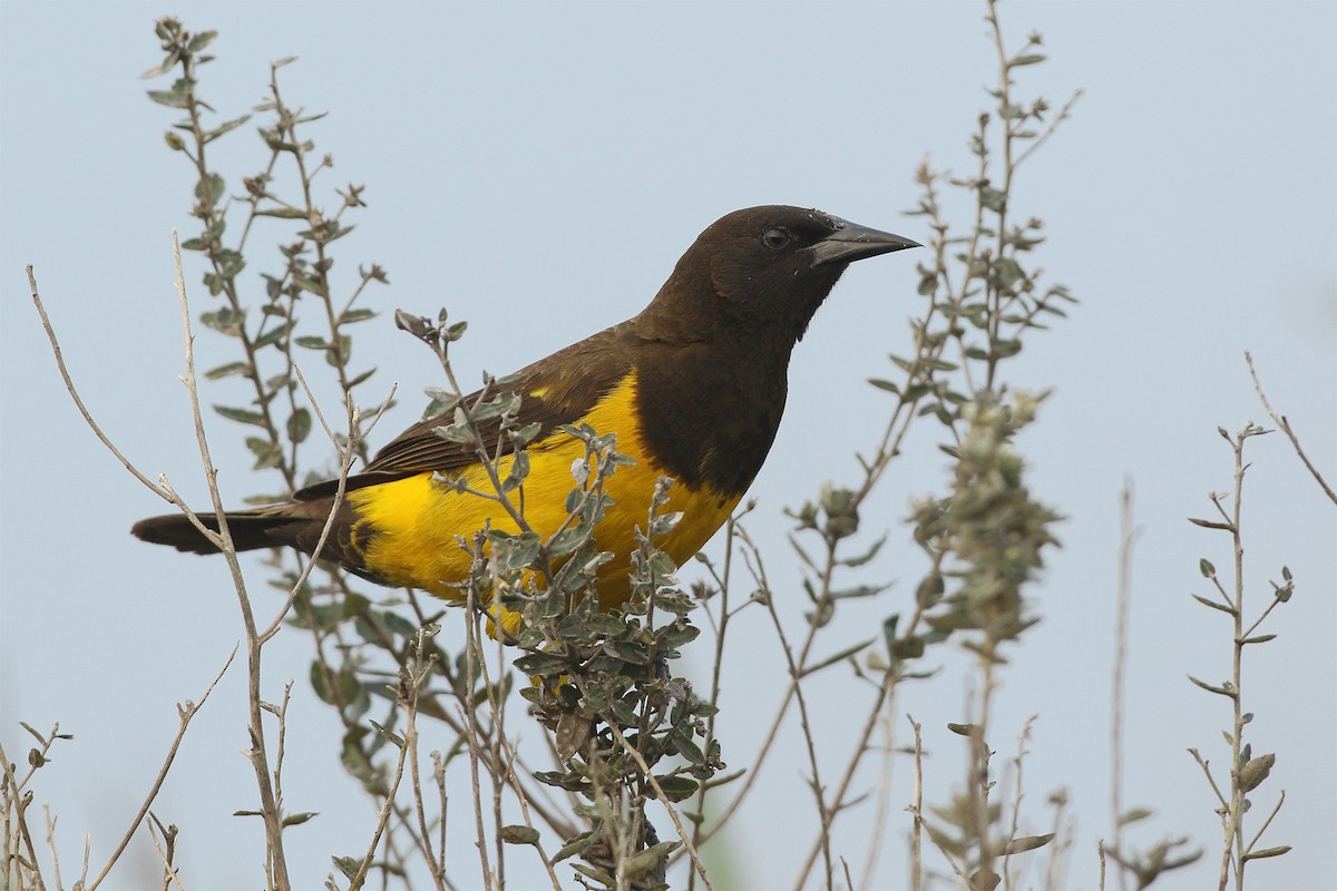Yellow-rumped Marshbird - ML366903581