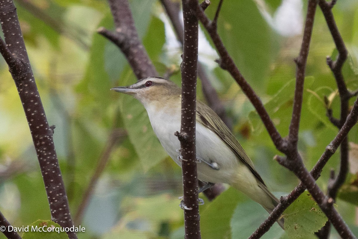 Red-eyed Vireo - David McCorquodale