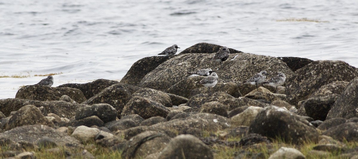 Black-bellied Plover - ML366906341