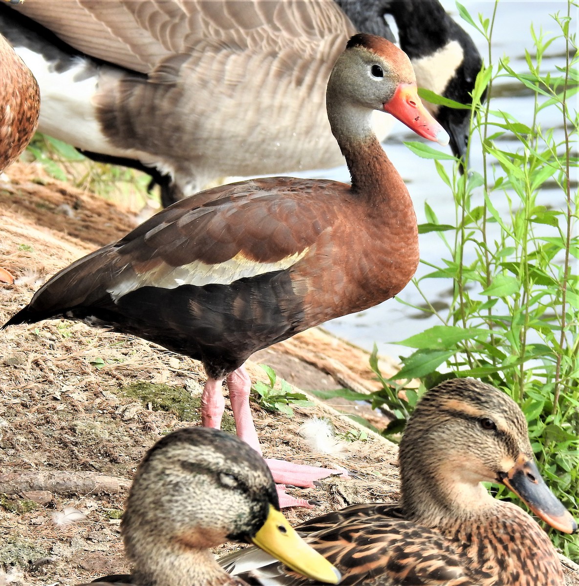 Black-bellied Whistling-Duck - Lucio 'Luc' Fazio