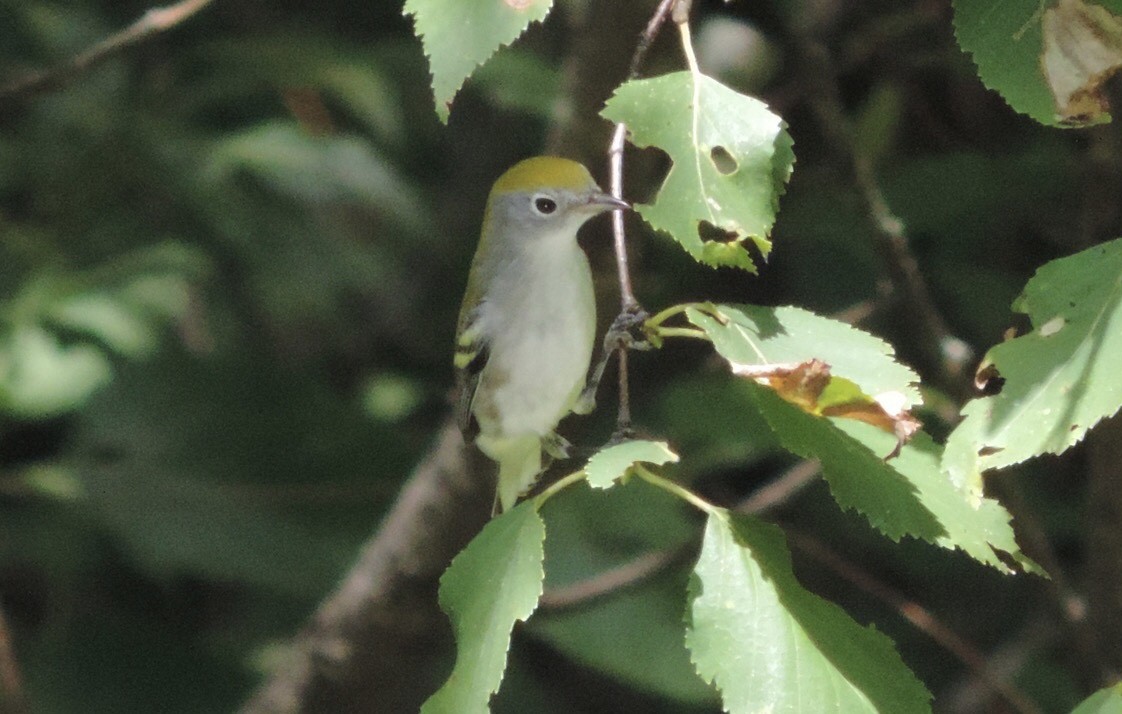 Chestnut-sided Warbler - ML366907671