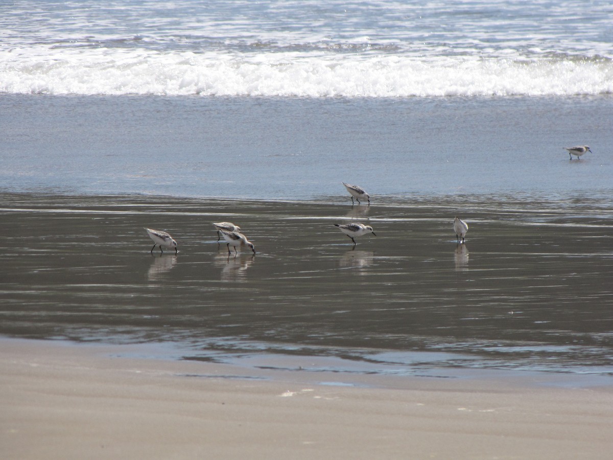 Bécasseau sanderling - ML366908391