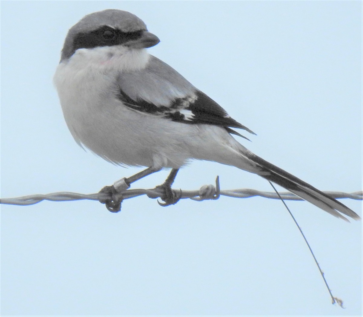Loggerhead Shrike - Lucio 'Luc' Fazio
