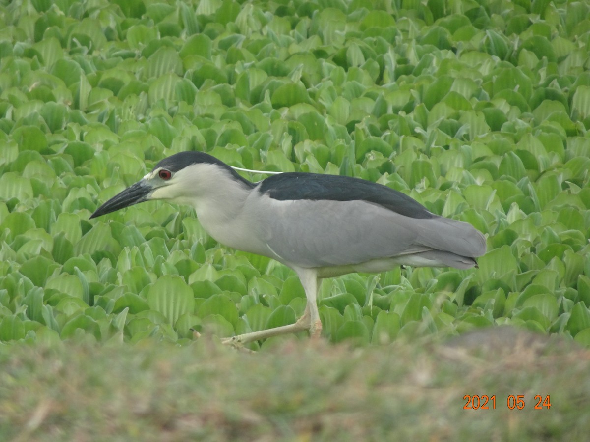 Black-crowned Night Heron - ML366909411