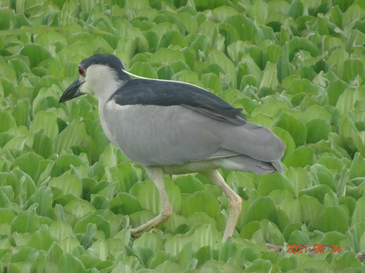Black-crowned Night Heron - ML366909421