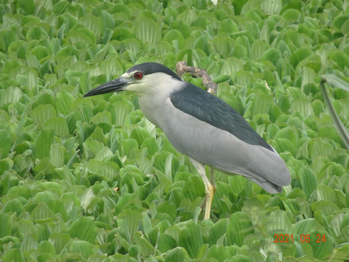 Black-crowned Night Heron - ML366909481