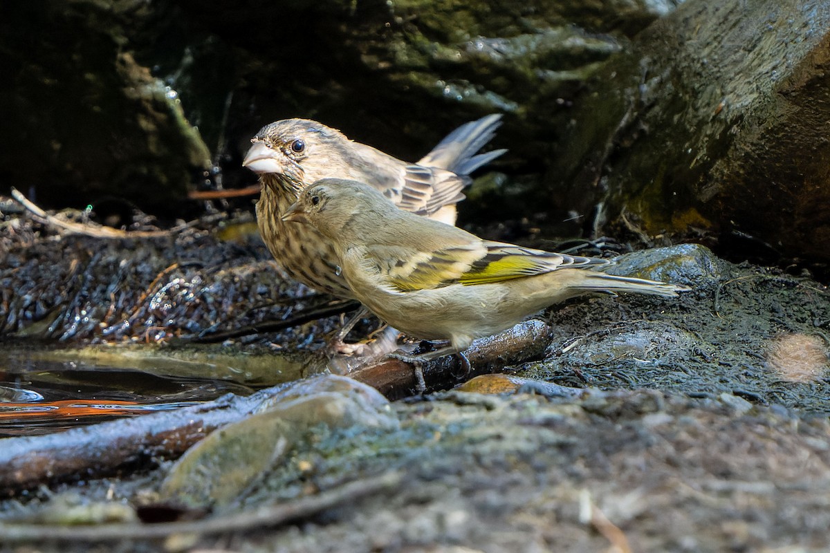 Lawrence's Goldfinch - Andrew Newmark