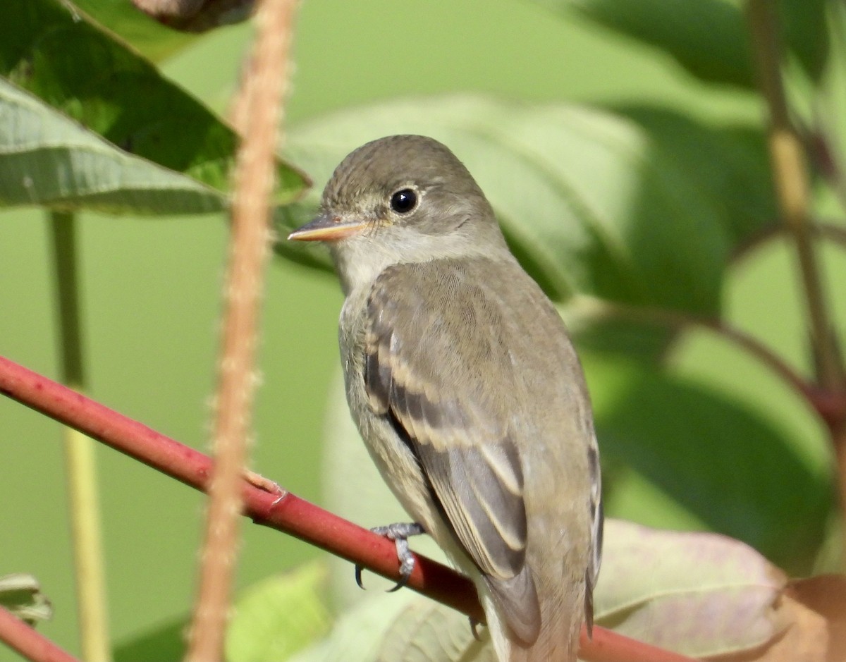 Willow Flycatcher - Nick Mrvelj