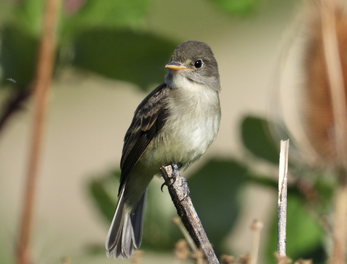 Willow Flycatcher - Nick Mrvelj