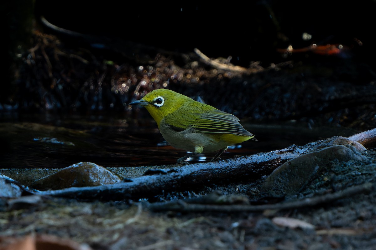 Swinhoe's White-eye - Andrew Newmark