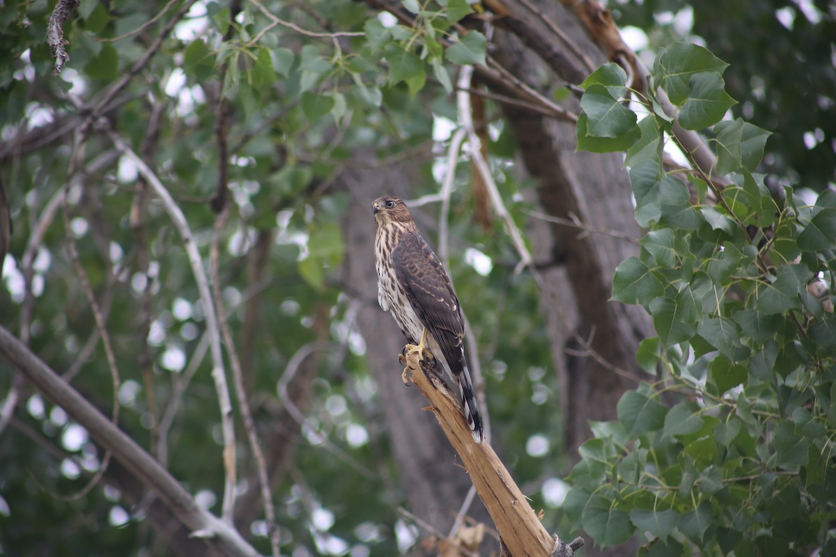 Cooper's Hawk - ML366910961