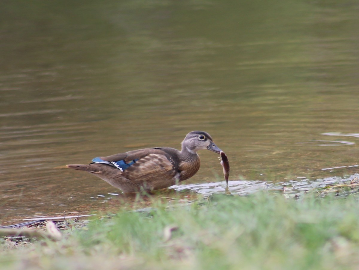 Wood Duck - ML366911041