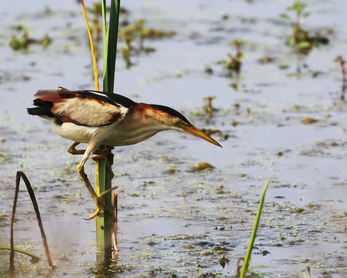 Least Bittern - Linda Scrima