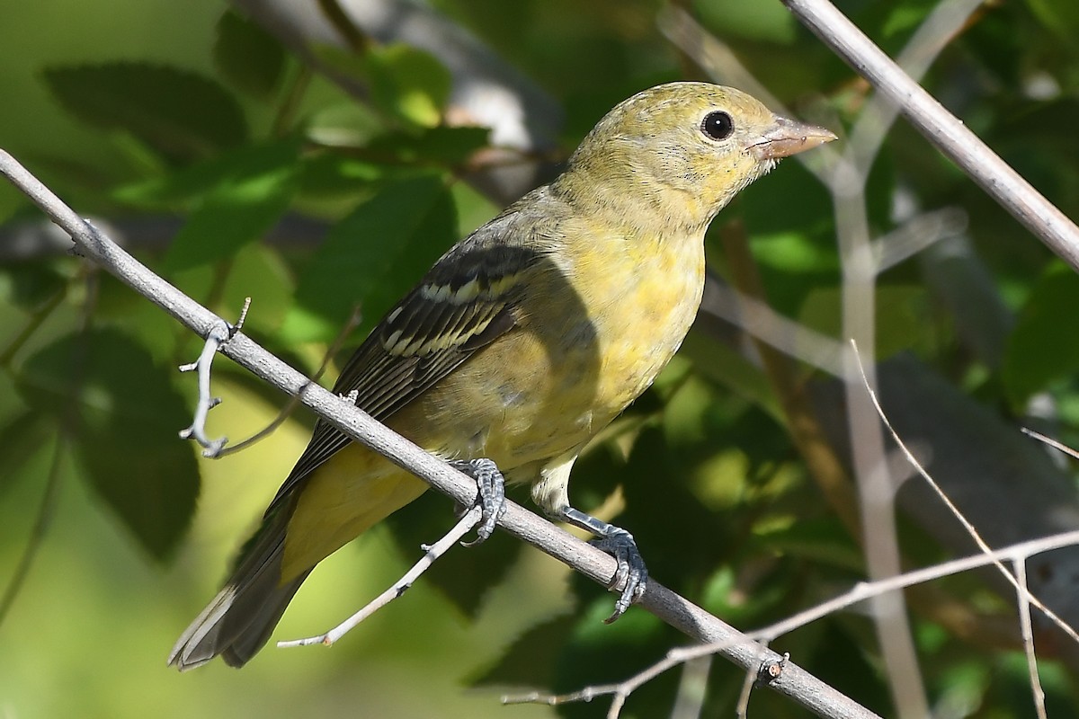 Western Tanager - ML366911521