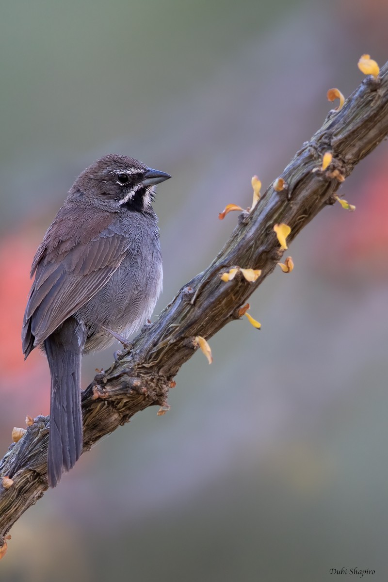 Five-striped Sparrow - ML366911561