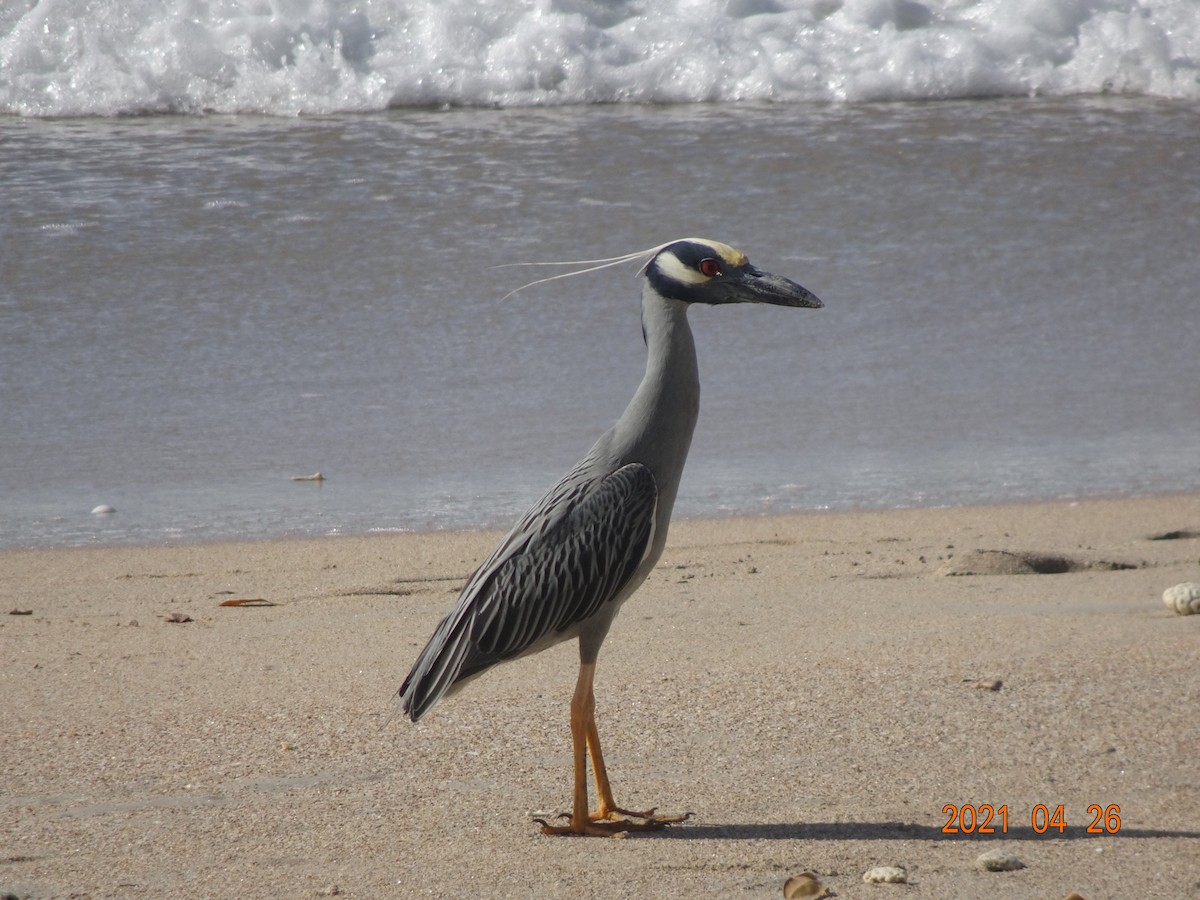 Yellow-crowned Night Heron - ML366911681