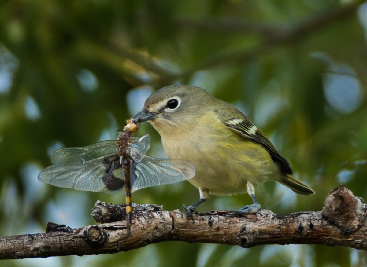Cassin's Vireo - Jim Merritt