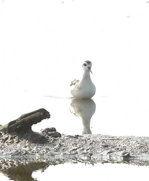 Red-necked Phalarope - ML366914291