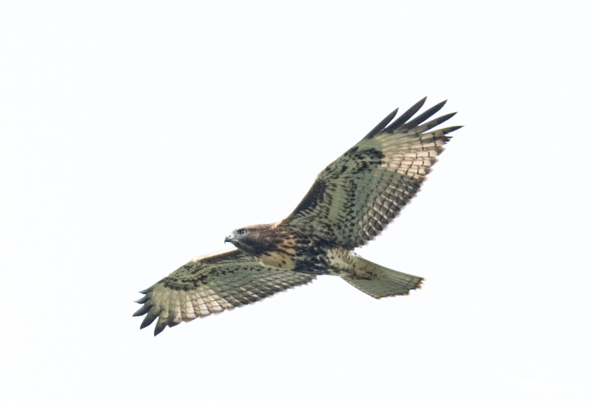Red-tailed Hawk - William Blodgett Jr.