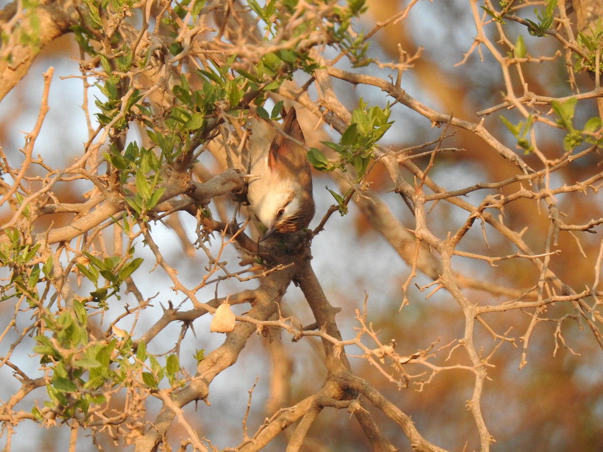 Stripe-crowned Spinetail - ML366916941