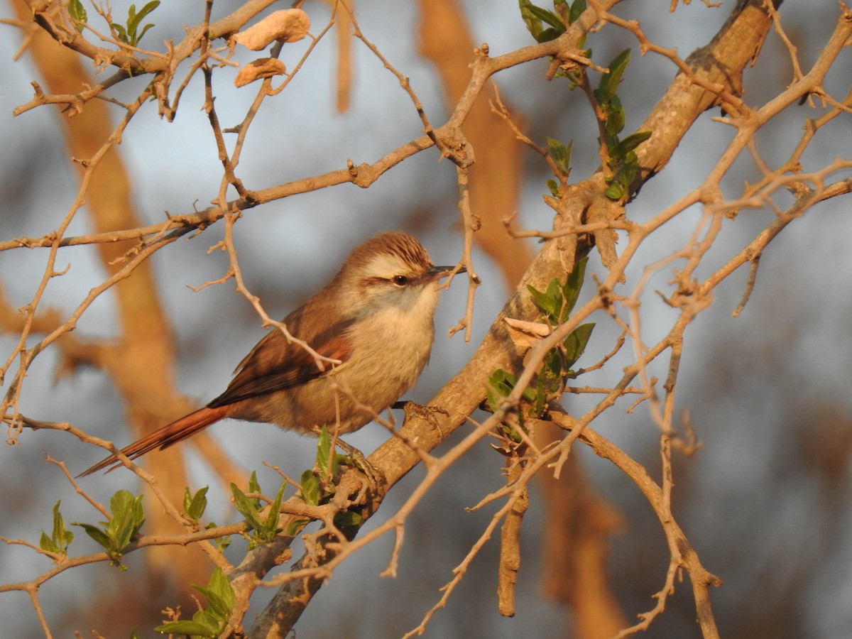 Stripe-crowned Spinetail - ML366916981