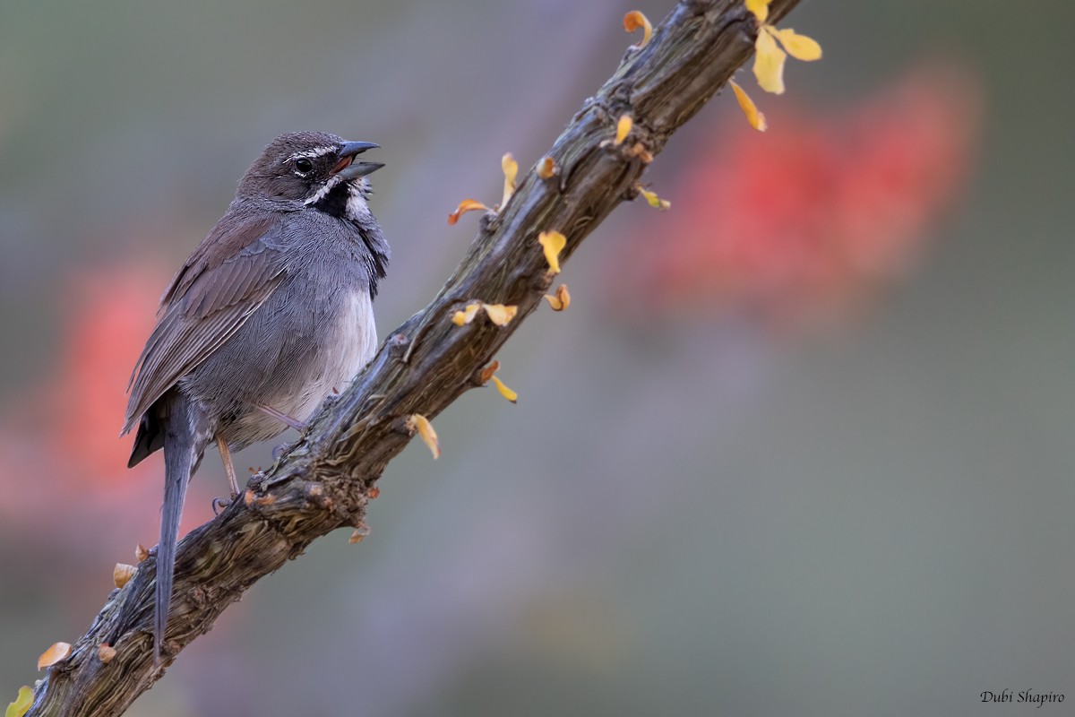 Five-striped Sparrow - ML366917001