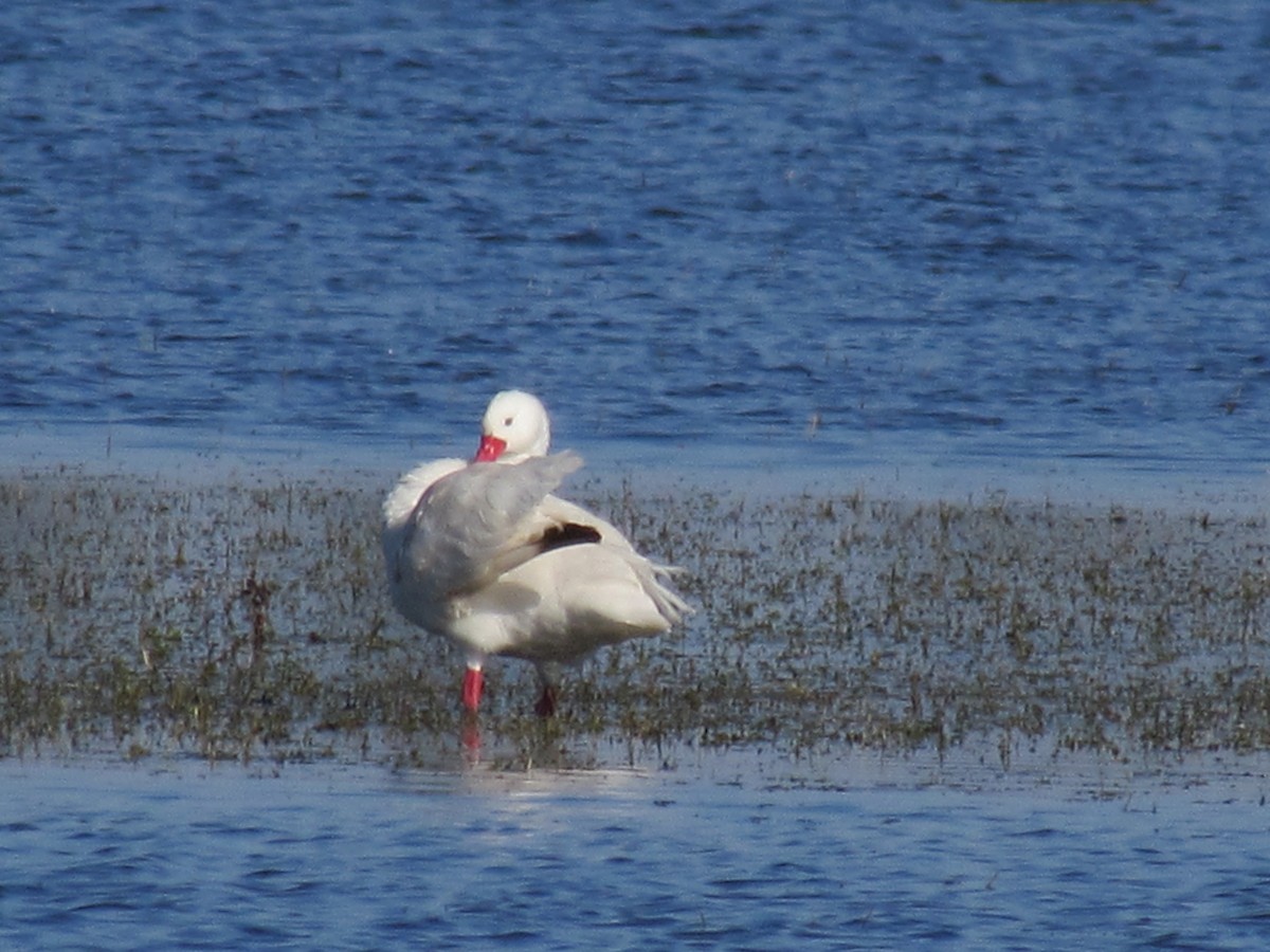 Coscoroba Swan - ML366917231