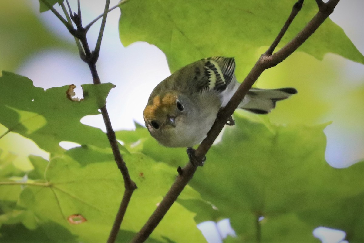 Chestnut-sided Warbler - ML366917771